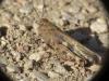 Aiolopus strepens
